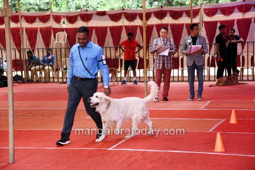 Canine Show